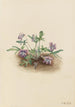 Eteläisen seitsemälohko violetti Viola septemloba - Mary Vaux Walcott — näkymä teoksesta