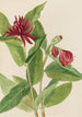 Calycanthe länsimaalainen Calycanthus occidentalis - Mary Vaux Walcott — näkymä teoksesta