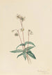 Pipsissewa pilkullinen Chimaphila maculata - Mary Vaux Walcott — näkymä teoksesta