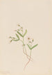 Claytonie kevään Claytonia lanceolata - Mary Vaux Walcott — näkymä teoksesta
