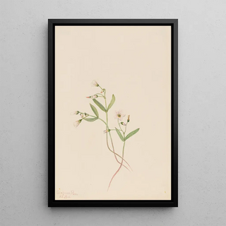 Mary Vaux Walcott - Spring Beauty Claytonia lanceolata.webp