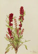 mansikkachénopode Chenopodium capitatum - Mary Vaux Walcott — näkymä teoksesta