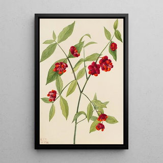 Mary Vaux Walcott - Strawberry BushHearts Bustin with Love Euonymus Americanus.webp