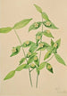 amerikkalainen Euonymus americanus - Mary Vaux Walcott — näkymä teoksesta