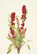 mansikkachénopode Chenopodium capitatum - Mary Vaux Walcott — näkymä teoksesta