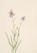 Suojen Aster paludosus - Mary Vaux Walcott — näkymä teoksesta