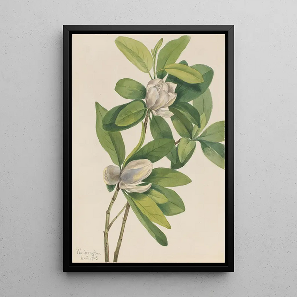 Mary Vaux Walcott - Swamp Magnolia Magnolia virginiana.webp
