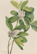 Magnolia suon Magnolia virginiana - Mary Vaux Walcott — näkymä teoksesta