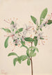 Azalea pehmeä Azalea arborescens - Mary Vaux Walcott — näkymä teoksesta