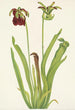 Sarracenia purppura Sarracenia rubra - Mary Vaux Walcott — näkymä teoksesta