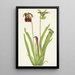 Sarracenia purppura Sarracenia rubra - Mary Vaux Walcott — kehystetty taideteos seinällä
