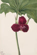 Trillium pehmeä Trillium vasyi - Mary Vaux Walcott — näkymä teoksesta