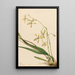Tampan epidendrum Epidendrum tampense - Mary Vaux Walcott — kehystetty taideteos seinällä