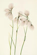 Linaigrette kapealehtinen Eriophorum angustifolium - Mary Vaux Walcott — näkymä teoksesta