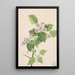 Karmiininpunainen Crataegus coccinea - Mary Vaux Walcott — kehystetty taideteos seinällä
