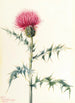 Arizonan tuhkakukka Cirsium arizonica - Mary Vaux Walcott — näkymä teoksesta