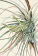Tillandsia kimpullinen Tillandsia fasciculata - Mary Vaux Walcott — näkymä teoksesta