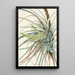 Tillandsia kimpullinen Tillandsia fasciculata - Mary Vaux Walcott — kehystetty taideteos seinällä