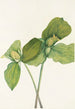 Trillium istumaton Trillium sessile - Mary Vaux Walcott — näkymä teoksesta