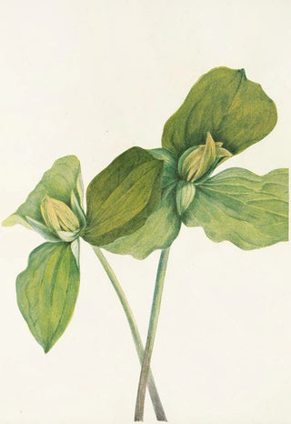Mary Vaux Walcott - Toad Trillium Trillium sessile.webp
