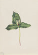 Haalistunut Trillium discolor - Mary Vaux Walcott — näkymä teoksesta