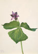 Pystyyn nouseva trillium Trillium erectum - Mary Vaux Walcott — näkymä teoksesta