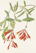 Trompetinhunajayrtti Lonicera sempervirens - Mary Vaux Walcott — näkymä teoksesta