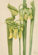 Sarracenia keltainen Sarracenia flava - Mary Vaux Walcott — näkymä teoksesta