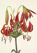 Lis turban-lilja Lilium superbum - Mary Vaux Walcott — näkymä teoksesta