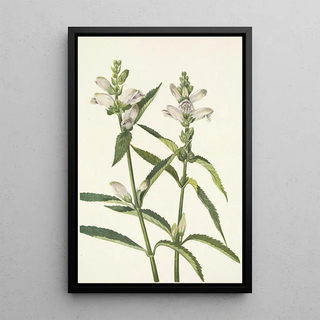 Mary Vaux Walcott - Turtlehead Chelone glabra.webp