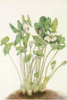 Jeffersonia kaksilehtinen Jeffersonia diphylla - Mary Vaux Walcott — näkymä teoksesta