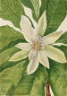 Magnolia suurilehtinen Magnolia tripetala - Mary Vaux Walcott — näkymä teoksesta