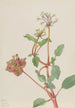 Nimetön Tripterocalyx pedunculatus - Mary Vaux Walcott — näkymä teoksesta