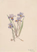 Keväinen iris Iris verna - Mary Vaux Walcott — näkymä teoksesta