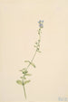 Veronikka timjamilehtinen Veronica serpyllifolia - Mary Vaux Walcott — näkymä teoksesta