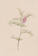 Amerikanherne Vicia americana - Mary Vaux Walcott — näkymä teoksesta