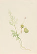 Suokielo Viola palustris - Mary Vaux Walcott — näkymä teoksesta