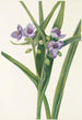 Virginian Tradescantia virginiana - Mary Vaux Walcott — näkymä teoksesta