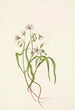 Virginian Claytonia virginica - Mary Vaux Walcott — näkymä teoksesta