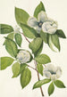 Virginian Stewartia virginiana - Mary Vaux Walcott — näkymä teoksesta