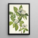 Virginian Stewartia virginiana - Mary Vaux Walcott — kehystetty taideteos seinällä