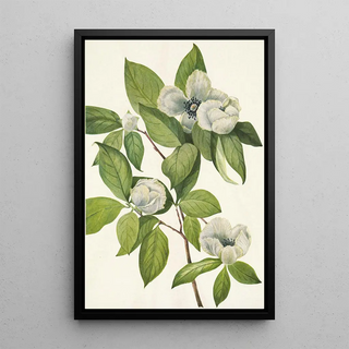 Mary Vaux Walcott - Virginia Stewartia Stewarti malachodendron.webp