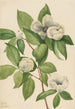 Virginian Stewartia virginiana - Mary Vaux Walcott — näkymä teoksesta