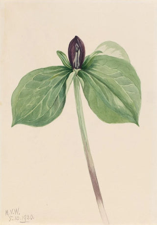 Mary Vaux Walcott - WakeRobin Trillium sessile.webp