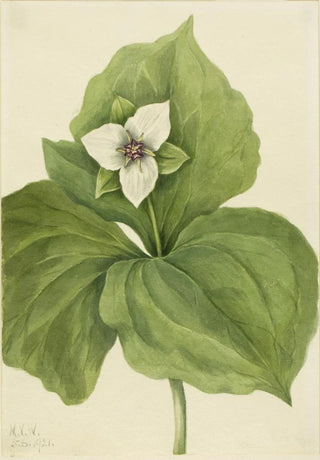 Mary Vaux Walcott - Wax Trillium Trillium album.webp