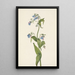 Mertensia paniculata - Mary Vaux Walcott — kehystetty taideteos seinällä