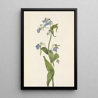 Mary Vaux Walcott - Western Bluebells Mertensia paniculata.webp