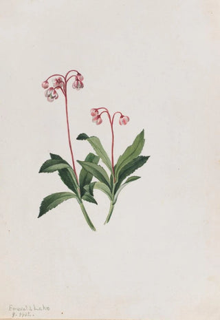 Mary Vaux Walcott - Western Pipsissewa Chimaphila umbellata.webp