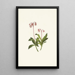 Mary Vaux Walcott - Western Pipsissewa Chimaphila umbellata var occidentalis.webp