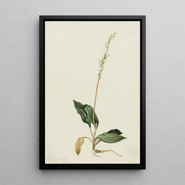 Mary Vaux Walcott - Western Rattlesnake Plantain Peranium decipiens.webp